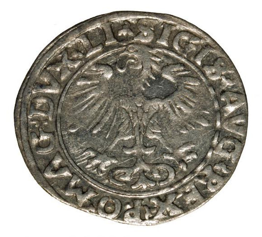 Półgrosz 1556 Zygmunt II August Wilno